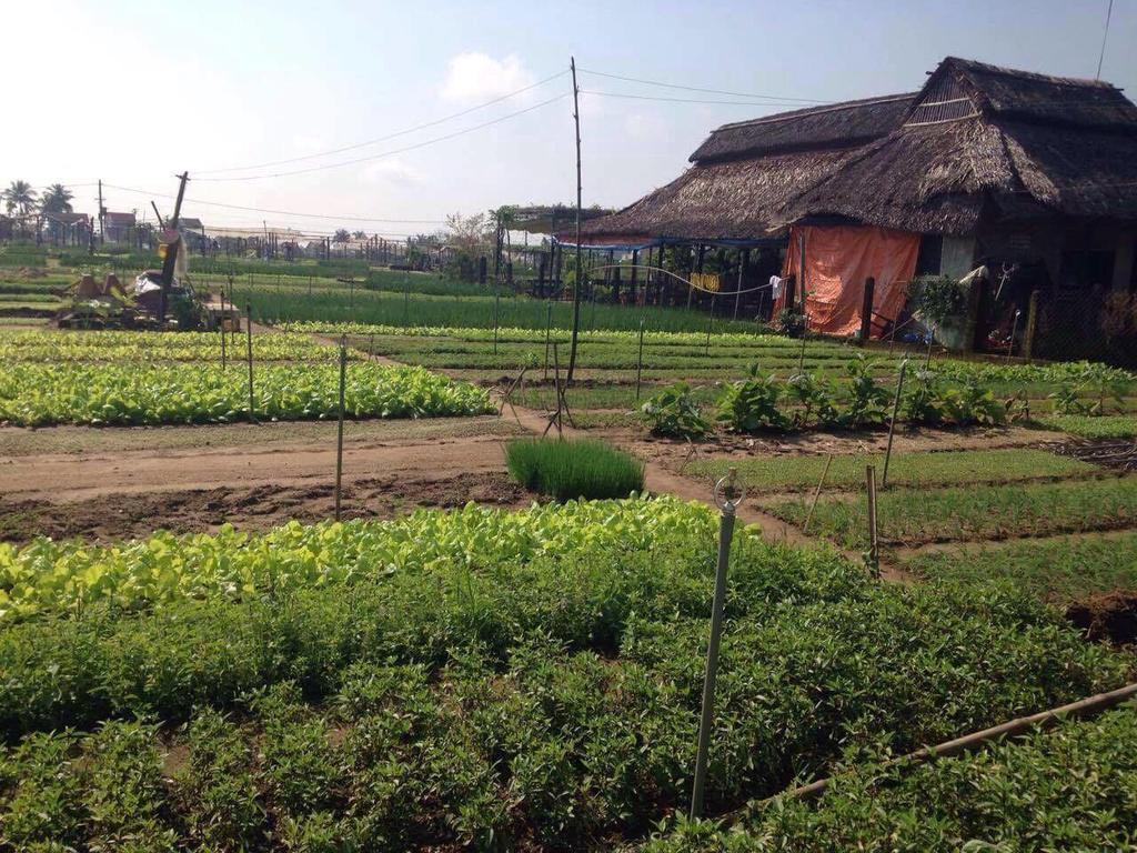 Green House Homestay Хойан Экстерьер фото